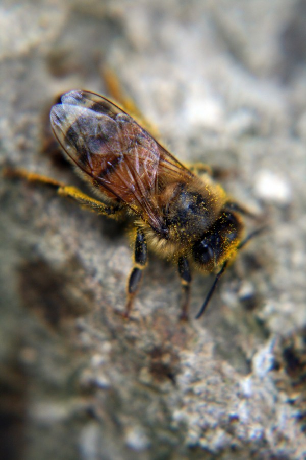 Pollen Covered Bee